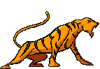 Golden Tiger Janitorial / Denver